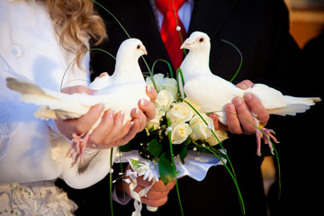 pigeons in hands of the groom and the bride