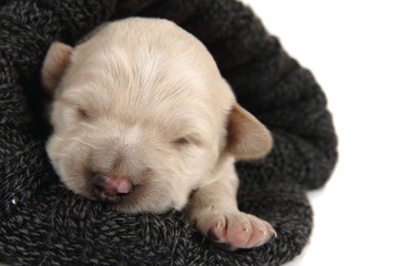 gold retriver dog (baby)