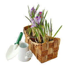 Crocuses in a basket  with garden tools isolated on white backgr