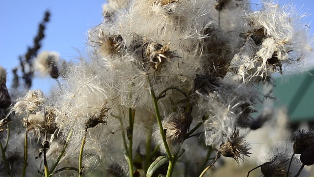 agrimony fall