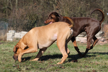 Auf dem Hundeplatz