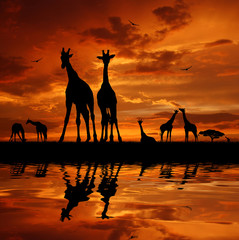 Panele Szklane Podświetlane  stado żyraf o zachodzie słońca