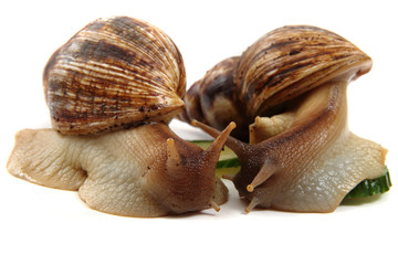 snails family