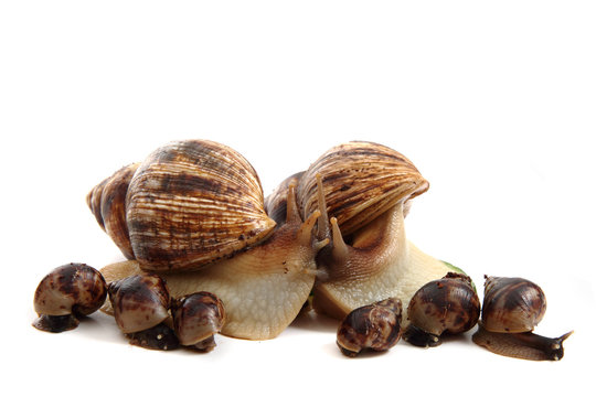 snails family