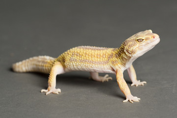 Leopardgecko