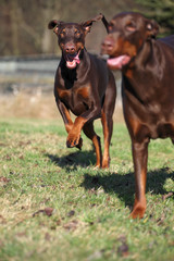 Dobermann