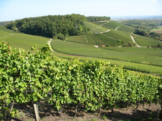 Weinberge Stromberg, Württemberg