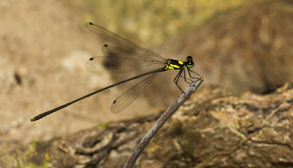 Dragonfly