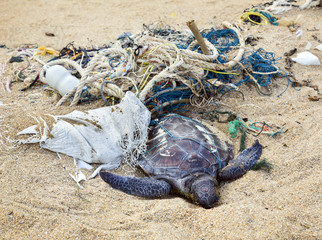 Dead turtle in fishing nets - 49335711
