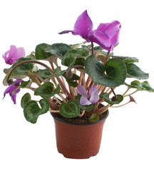 pink flower in a pot isolated on white