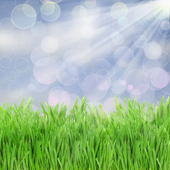 Fototapeta na wymiar green grass in sunny day
