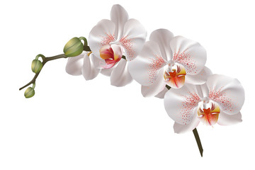 White orchid flowers - obrazy, fototapety, plakaty