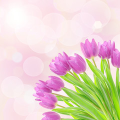 Obraz premium Tulip flowers on the white
