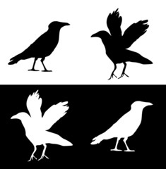 Rabe - Grafik Set