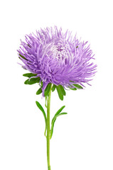 Aster isolated