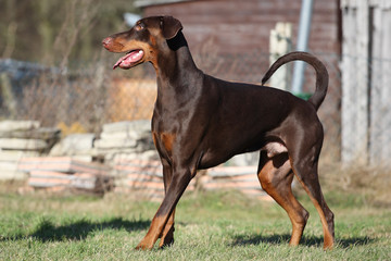 Dobermann