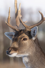 Obraz premium Fallow