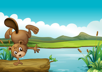 A beaver beside a river