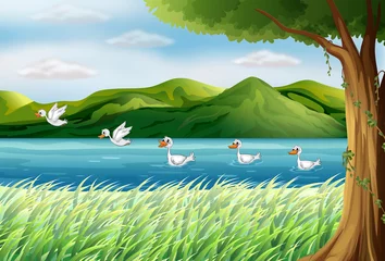 Wall murals River, lake Five ducks in the river