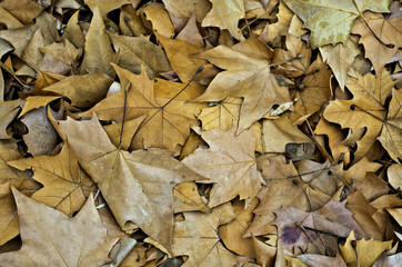 Manto de hojas secas