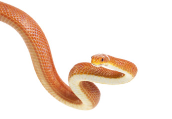 Naklejka premium Texas rat snake (Elaphe obsoleta lindheimeri)