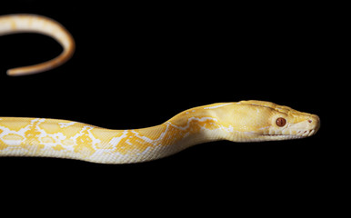 Tiger Albino Python