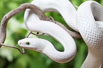 Naklejka premium White Texas rat snake on a wooden branch
