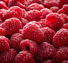 Raspberry fruit background