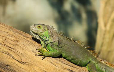 Green lizard.