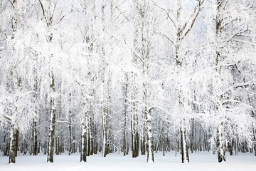 Russian winter in january