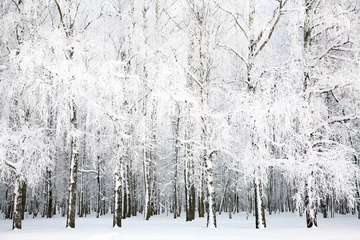 Photo sur Aluminium Bouleau Russian winter in january