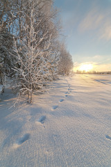 Trees on the brink of a winter snow-covered field