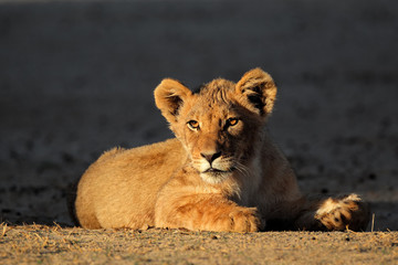 African lion cub, Kalahari desert