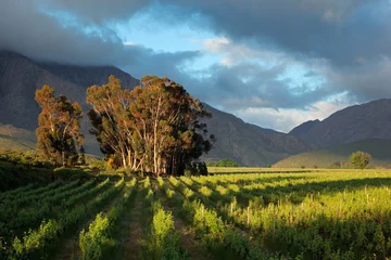 Zelfklevend Fotobehang Wijngaardlandschap, West-Kaap © EcoView
