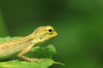 Fototapeta premium chameleon