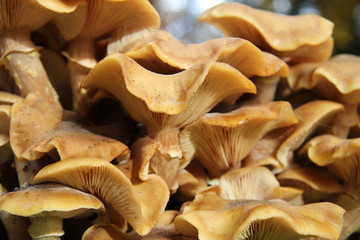 Mushrooms