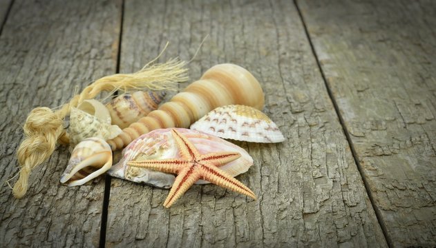 A selection of seashells and starfish on a wooden background