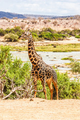 Free Giraffe in Kenya