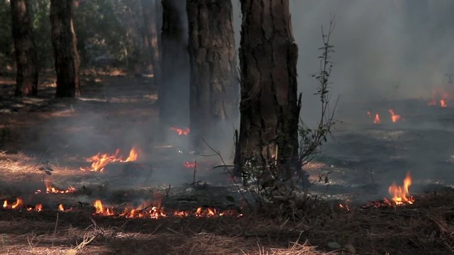 Fire in Woods