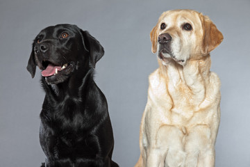 Blonde and black labrador retriever dog together. Studio shot.