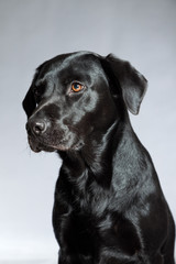 Fototapeta na wymiar Young black labrador retriever dog. Studio shot.