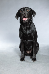 Young black labrador retriever dog. Studio shot.