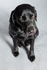 Young black labrador retriever dog. Studio shot.