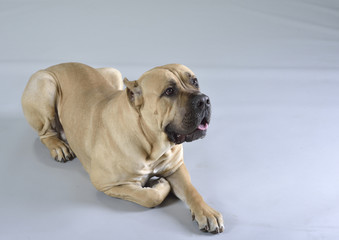 Brutus