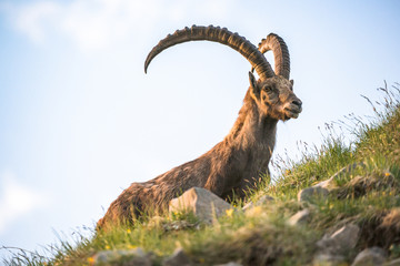 alpine ibex - 49348156