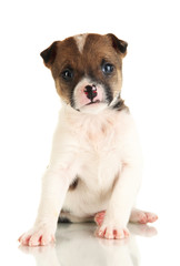 Beautiful little puppy isolated on white