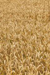 pattern of golden field