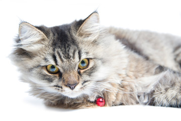 Close up of Persian Cat