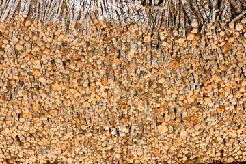 Fototapeta premium Timber resources