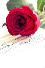 Red rose on musical score